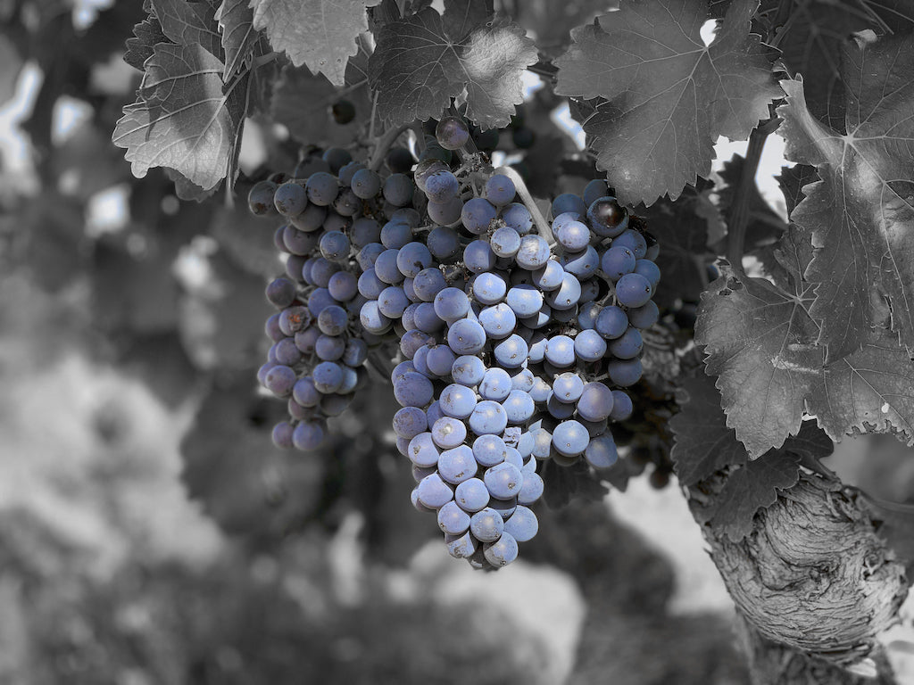 deAlto Rioja grapes, Spain | Domaine Direct