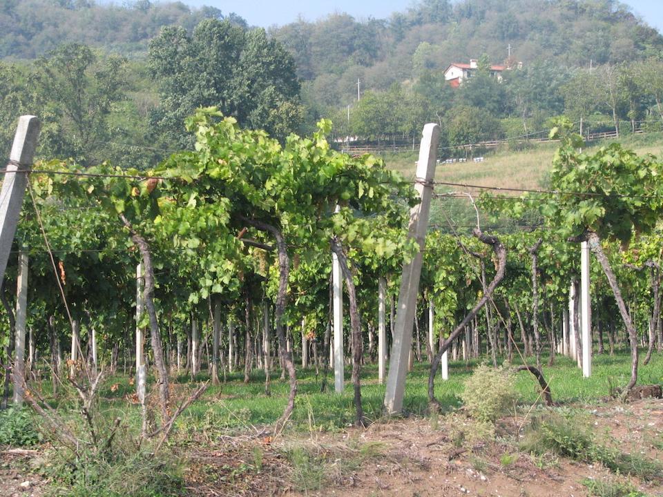 Pinot Grigio Vineyard, Italy | Domaine Direct