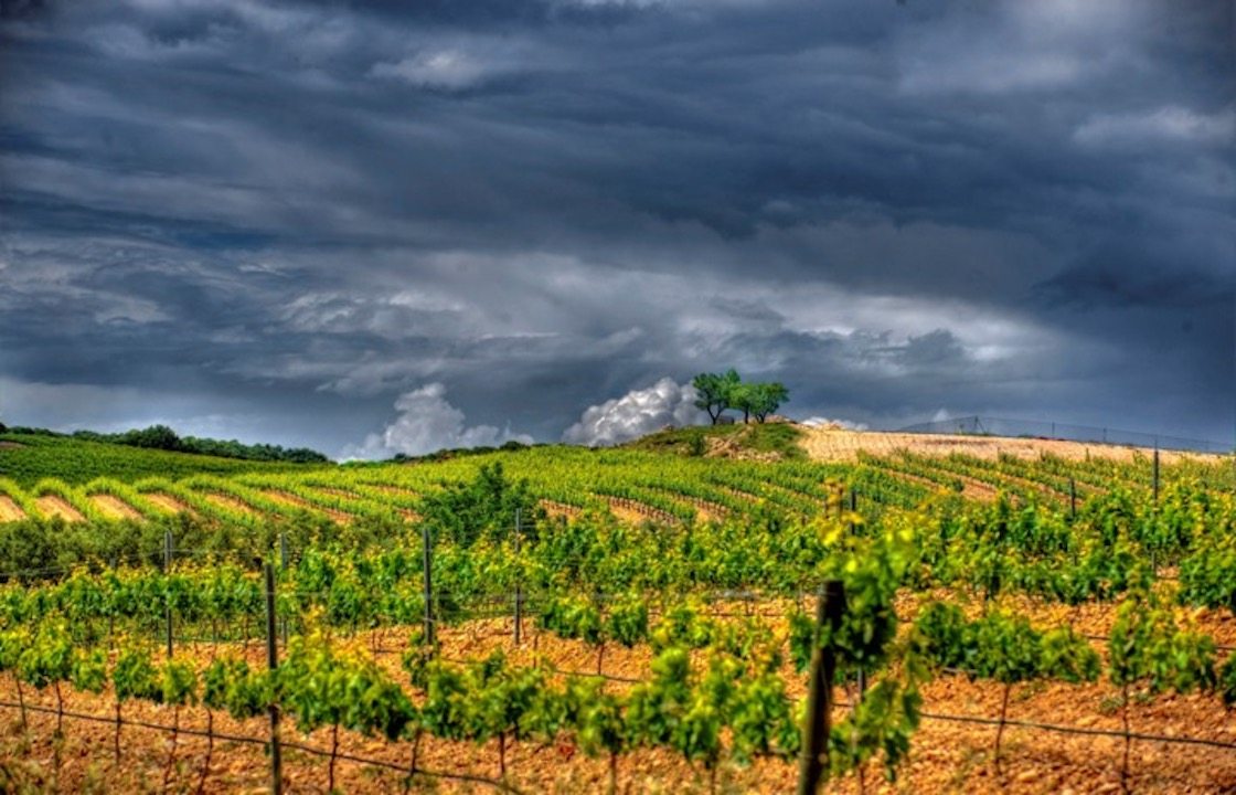 Moody vineyard in Rioja, Spain
