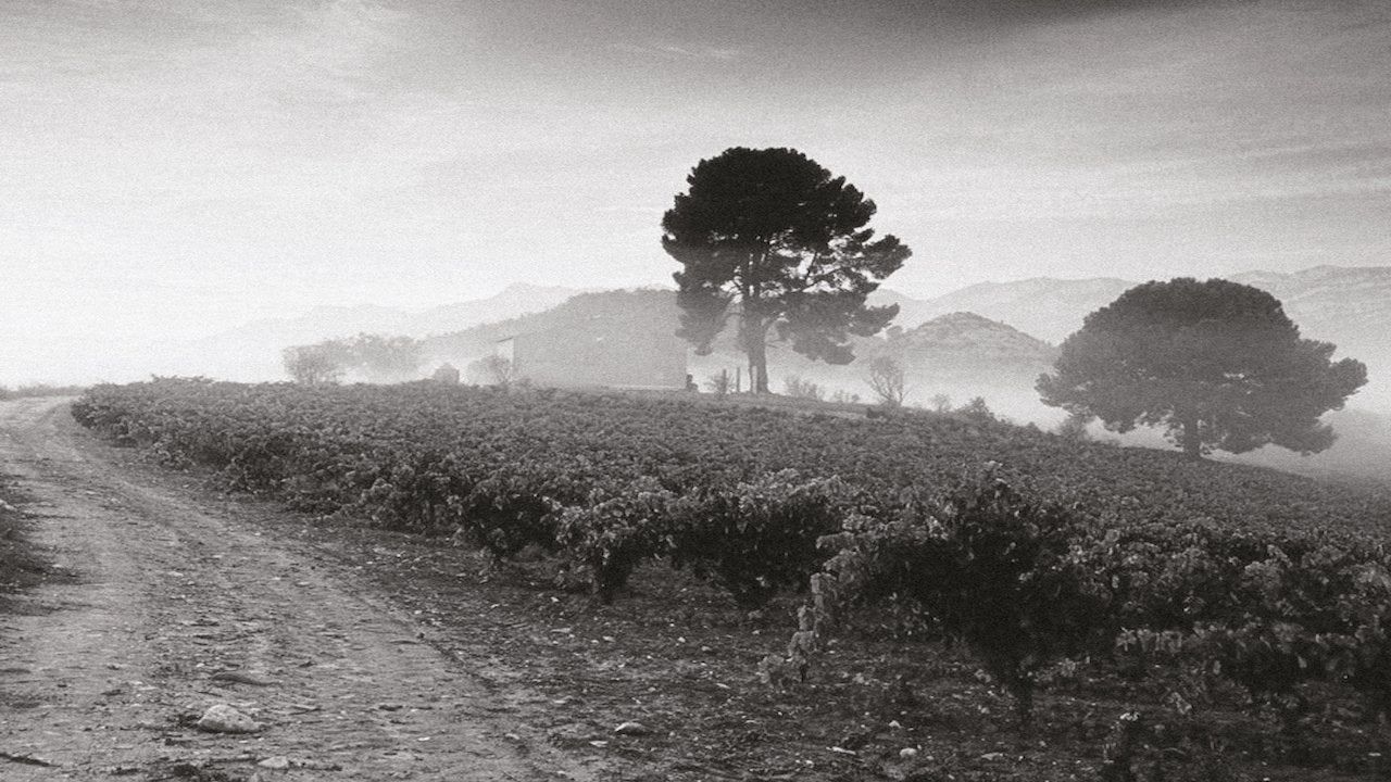 deAlto Rioja misty vineyard, Spain | Domaine Direct