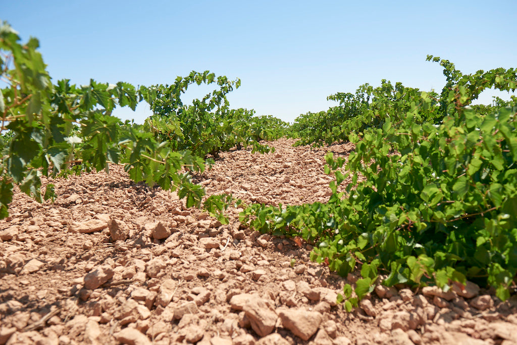 Vineyard La Mancha, Spain | Domaine Direct